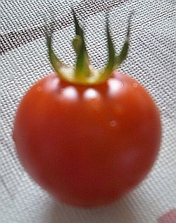 Comic: Die Tomate 2