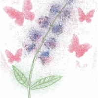 Sommerflieder