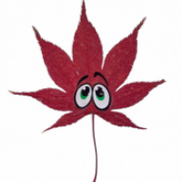 Herbstlicher Geselle :)