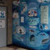 Swmming Murals