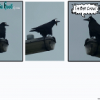 Kroze go Batz