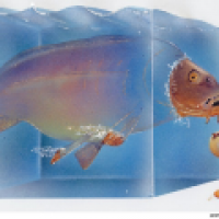 carp