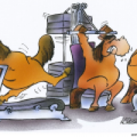 Fitness für Pferde