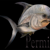 permit