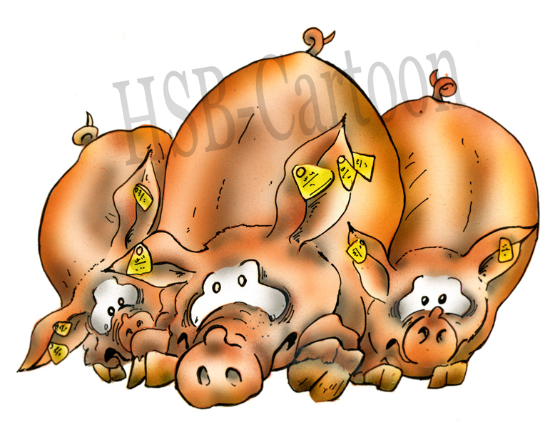 Illustration: pig 1