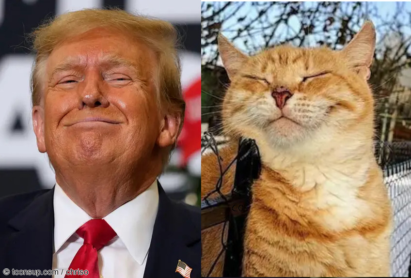 Photo: Trump Cat 1