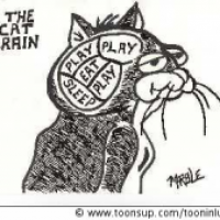 Mapping the cat brain