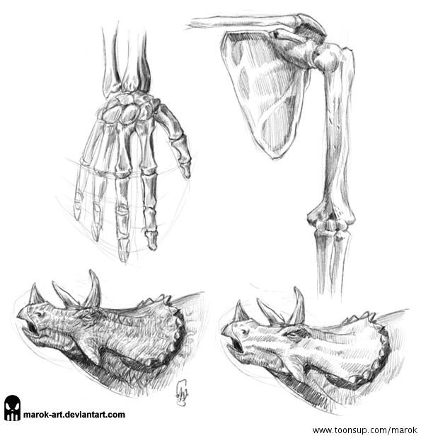 Other: Anatomie und Dinos 1