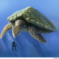Riesenschildkröte