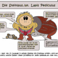 Die Steinlaus