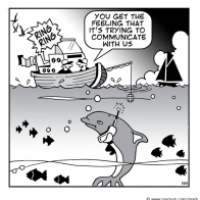 Dolphins