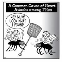 Flies