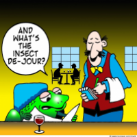 insect de jour