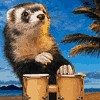 KatyFerret