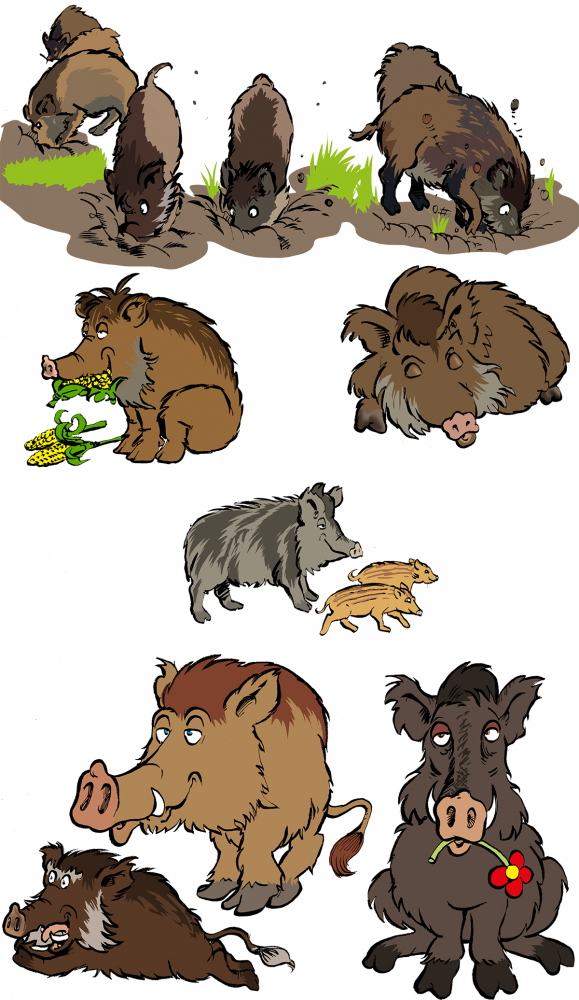 Concept Art / Character Design: Viele Wildschweine 4