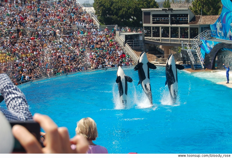 Other: Desperate Housewives, Jaws und Orcas- Universal Studios L.A. 3