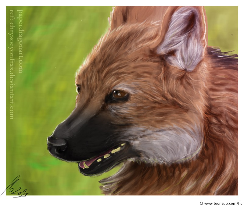 Illustration: Maned Wolf 1