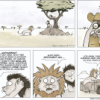 Löwe Auswildern 2